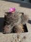 Preview: Coryphantha pseudoechinus